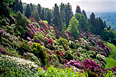 Rododendri al Parco della Burcina - Biella